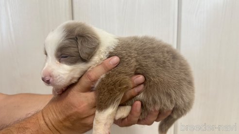 成約済の愛知県のボーダーコリー-334932の2枚目