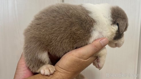 成約済の愛知県のボーダーコリー-334932の3枚目