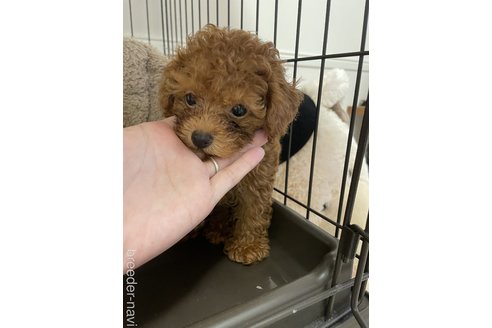 成約済の栃木県のティーカッププードル-333979の2枚目