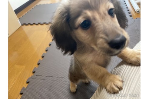 成約済の東京都のミニチュアダックスフンド(ロングヘアード)-331302の1枚目