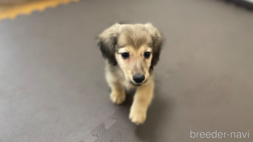 成約済の東京都のミニチュアダックスフンド(ロングヘアード)-331302の3枚目