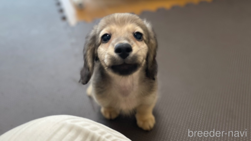 成約済の東京都のミニチュアダックスフンド(ロングヘアード)-331302の2枚目