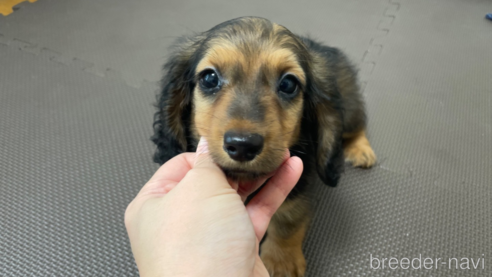 成約済の東京都のミニチュアダックスフンド(ロングヘアード)-331299の3枚目