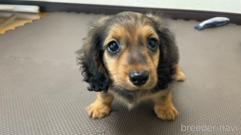 成約済の東京都のミニチュアダックスフンド(ロングヘアード)-331299の1枚目