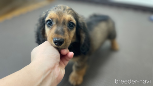 成約済の東京都のミニチュアダックスフンド(ロングヘアード)-331299の2枚目