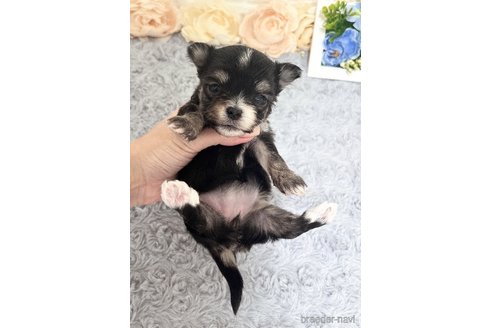 成約済の福岡県のチワマル:チワワ×マルチーズ-331351の12枚目