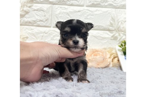 成約済の福岡県のチワマル:チワワ×マルチーズ-331351の10枚目