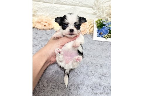 成約済の福岡県のチワマル:チワワ×マルチーズ-331350の10枚目