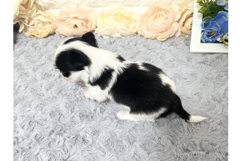 成約済の福岡県のチワマル:チワワ×マルチーズ-331350の7枚目