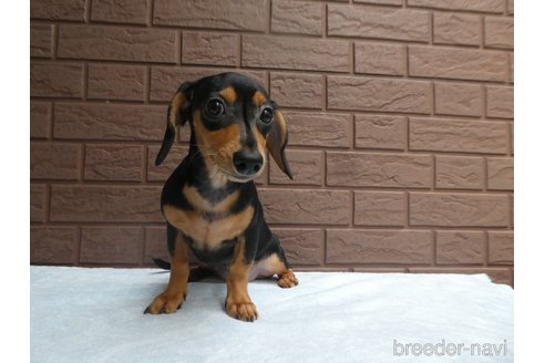 成約済の埼玉県のミックス犬-334957の2枚目