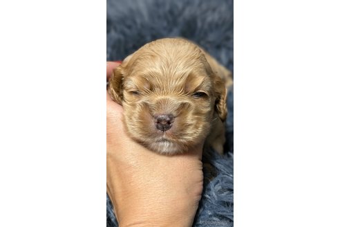 成約済の愛知県のアメリカンコッカースパニエル-334966の2枚目
