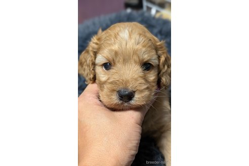 成約済の愛知県のコッカプー:アメリカンコッカースパニエル×トイプードル-327539の8枚目