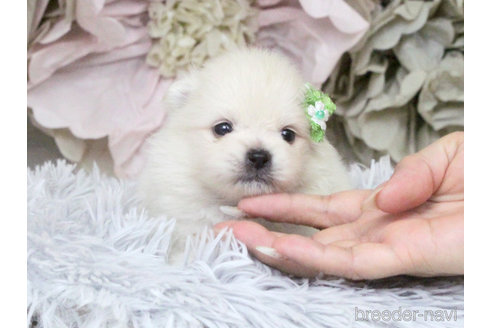 成約済の大阪府のポメラニアン-334985の10枚目
