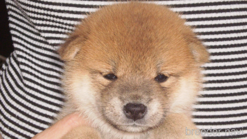 成約済の三重県の柴犬-332984の1枚目