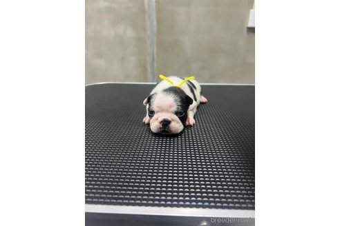 成約済の沖縄県のフレンチブルドッグ-334996の4枚目