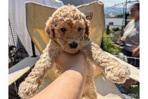 成約済の大分県のスタンダードプードル-333182の7枚目