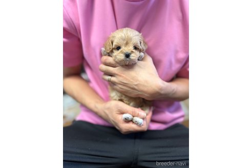 成約済の静岡県のマルプー:マルチーズ×トイプードル-335018の8枚目