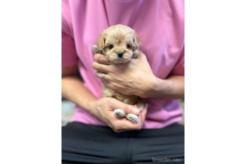 成約済の静岡県のマルプー:マルチーズ×トイプードル-335018の9枚目