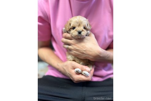 成約済の静岡県のマルプー:マルチーズ×トイプードル-335018の6枚目