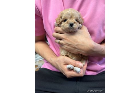 成約済の静岡県のマルプー:マルチーズ×トイプードル-335018の7枚目