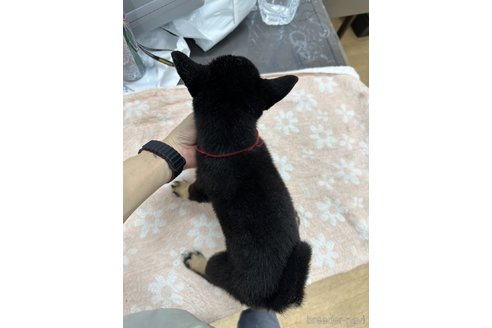 成約済の千葉県の柴犬-335022の5枚目