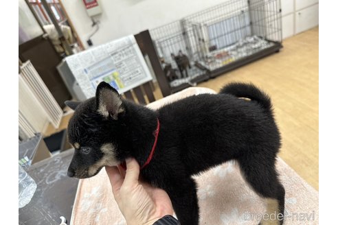 成約済の千葉県の柴犬-335022の4枚目