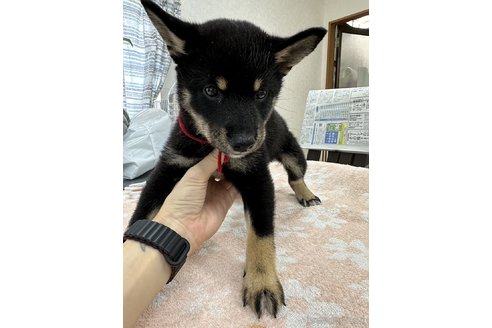 成約済の千葉県の柴犬-335022の3枚目