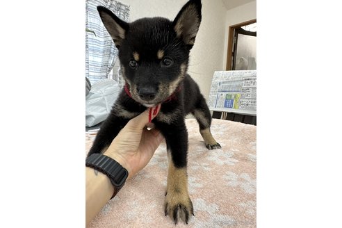 成約済の千葉県の柴犬-335022の2枚目