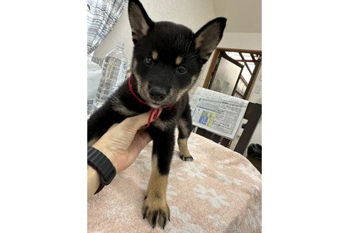 成約済の千葉県の柴犬-335022の1枚目
