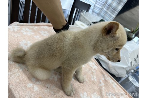 成約済の千葉県の柴犬-335025の5枚目