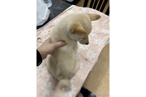 成約済の千葉県の柴犬-335025の4枚目