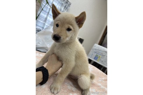 成約済の千葉県の柴犬-335025の3枚目