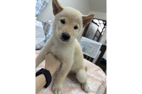 成約済の千葉県の柴犬-335025の2枚目