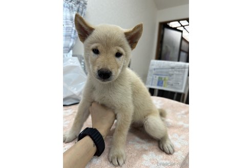 成約済の千葉県の柴犬-335025の1枚目