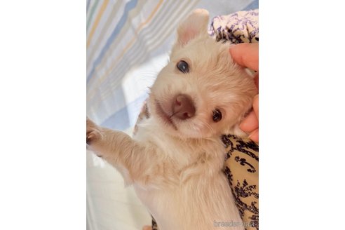 成約済の福岡県のミックス犬-329052の3枚目