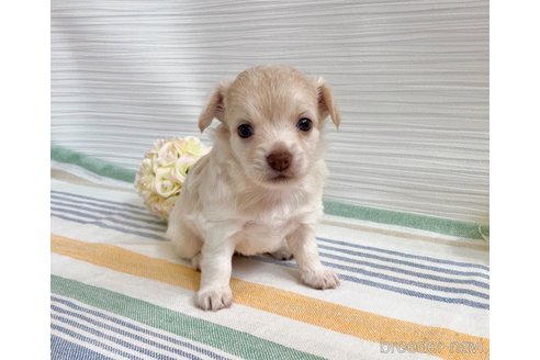 成約済の福岡県のミックス犬-329052の5枚目