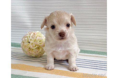 成約済の福岡県のミックス犬-329052の6枚目