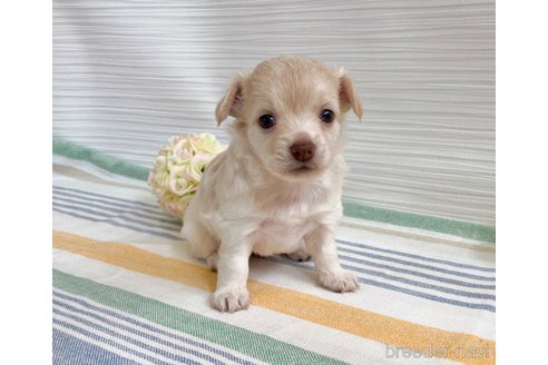 成約済の福岡県のミックス犬-329052の7枚目