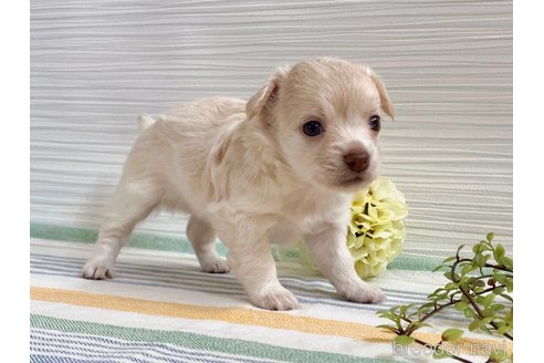 成約済の福岡県のミックス犬-329052の8枚目