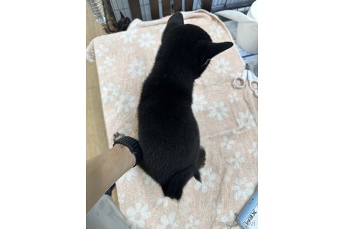 成約済の千葉県の柴犬-335026の5枚目