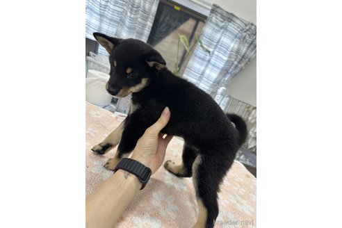 成約済の千葉県の柴犬-335026の4枚目