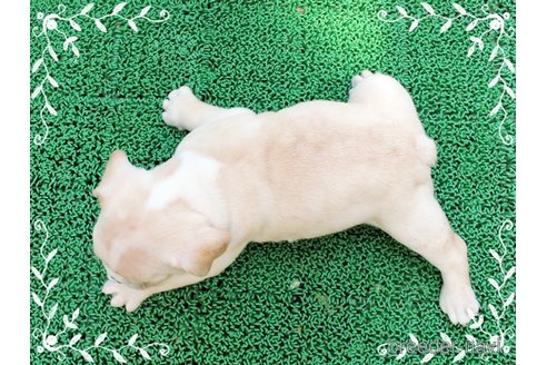 成約済の神奈川県のフレンチブルドッグ-332390の3枚目
