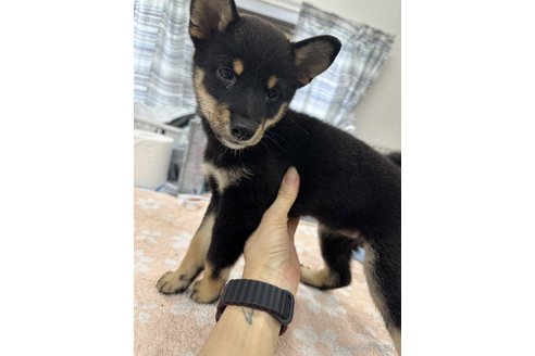 成約済の千葉県の柴犬-335026の3枚目