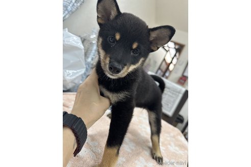 成約済の千葉県の柴犬-335026の2枚目
