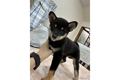 成約済の千葉県の柴犬-335026