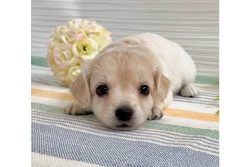 成約済の福岡県のミックス犬-329053の12枚目