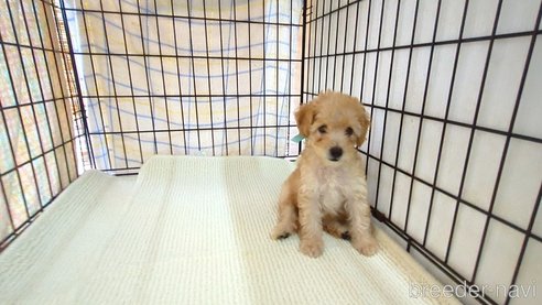 成約済の茨城県のトイプードル-330242の5枚目
