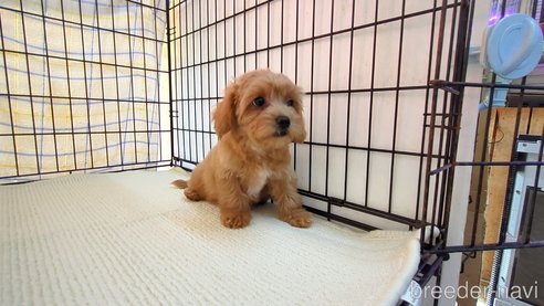 成約済の茨城県のミックス犬-324821の2枚目