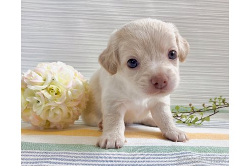 成約済の福岡県のミックス犬-329054の18枚目