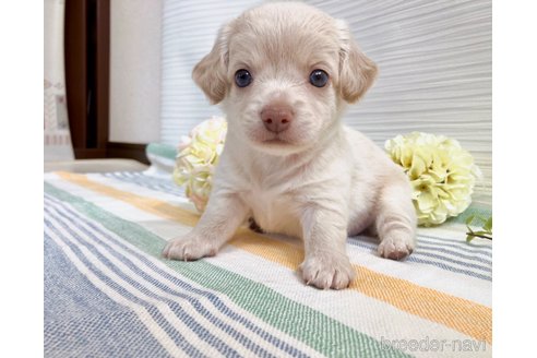 成約済の福岡県のミックス犬-329054の17枚目